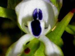 Disa hallackii flower looking rude