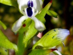Disa hallackii