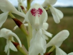 Disa intermedia more colour