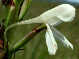 Disa intermedia flower in profile