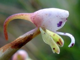 Disa klugei flower