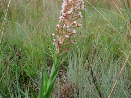 Disa patula var. patula leaves