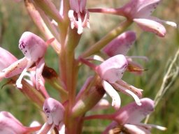 Disa patula var. transvaalensis flowers