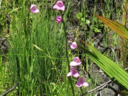 Disa racemosa