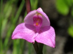 Disa racemosa flower