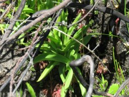 Disa racemosa leaves