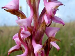 Disa rhodantha spurs aiming high