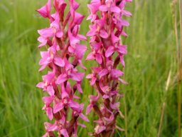 Disa rhodantha darker pink