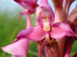 Disa rhodantha flower