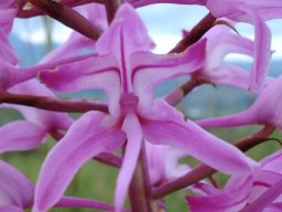 Disa roseovittata flower