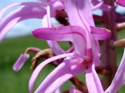 Disa roseovittata gesticulating petals