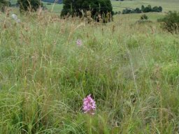 Disa roseovittata in its grassland habitat
