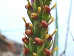 Disa rungweensis inflorescence