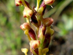Disa rungweensis dark matter