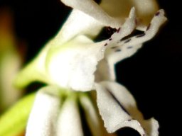 Disa sagittalis nearly in profile