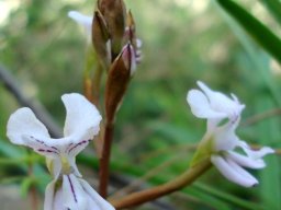 Disa sagittalis inflorescence