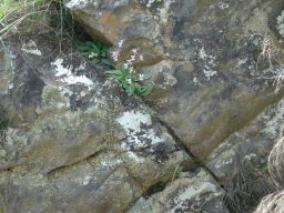 Disa sagittalis on its Knysna rock