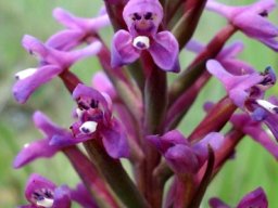 Disa stachyoides flowers