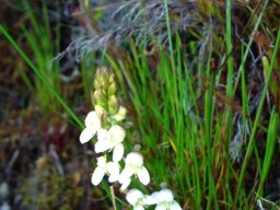 Disa uncinata