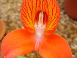 Disa uniflora of another colour