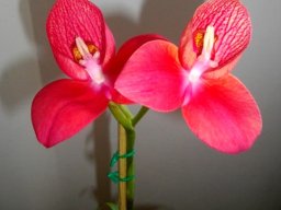 Disa uniflora
