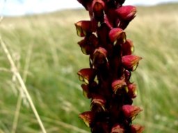 Disa versicolor