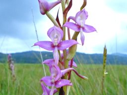 Disa zuluensis