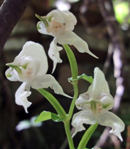 Disperis fanniniae inflorescence