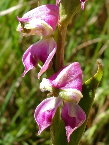 Disperis stenoplectron flowers