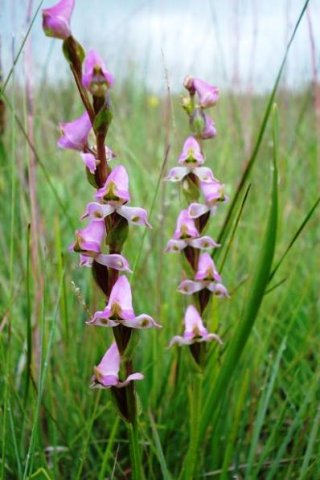 Disperis tysonii