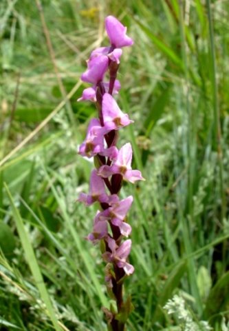 Disperis tysonii