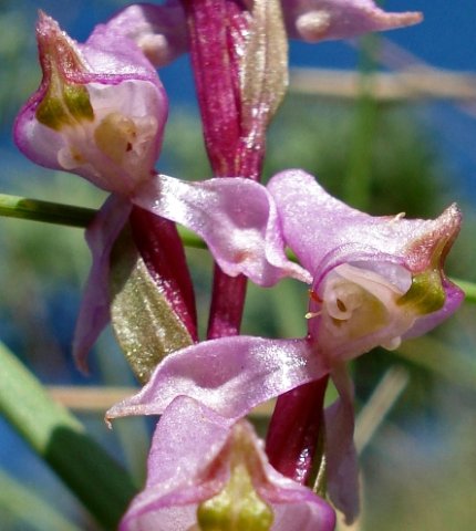Disperis tysonii flower