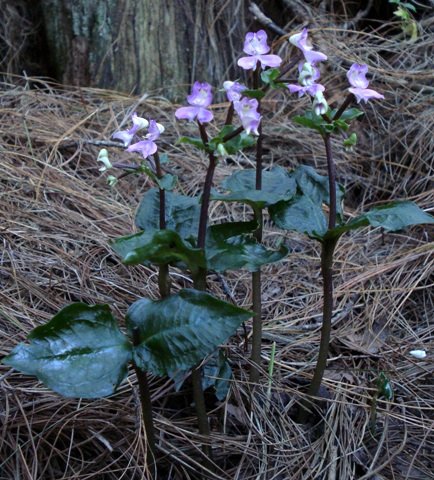 Disperis virginalis