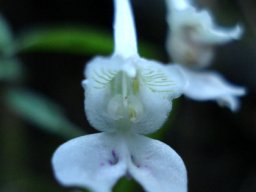 Disperis anthoceros flower