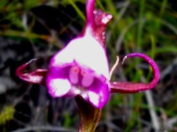Disperis capensis, one of the moederkappies