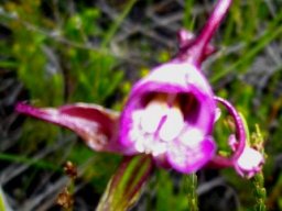 Disperis capensis var. capensis
