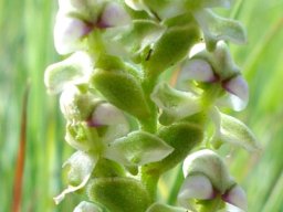 Disperis cardiophora
