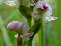 Disperis cardiophora flowers