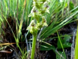Disperis cardiophora