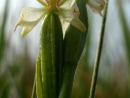 Disperis concinna flowers