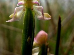 Disperis concinna flower