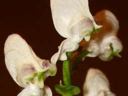 Disperis fanniniae tall cream hoods