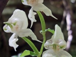 Disperis fanniniae inflorescence