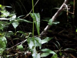 Disperis fanniniae 