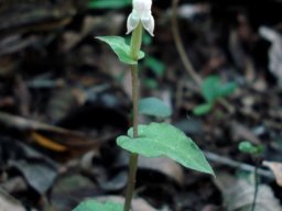 Disperis micrantha