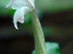 Disperis micrantha flower