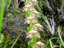 Disperis renibractea