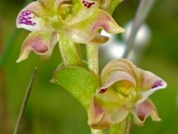 Disperis renibractea flower spike