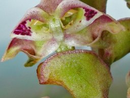 Disperis renibractea flower