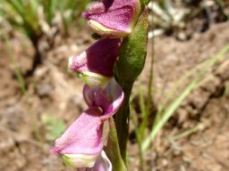 Disperis stenoplectron floral bracts